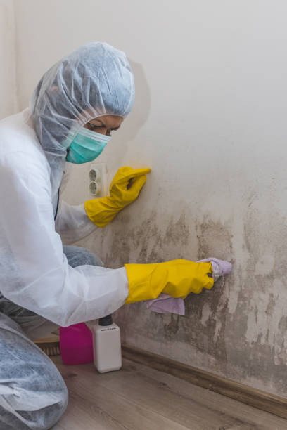 Best Air Quality Testing for Mold Spores  in Fountain, CO